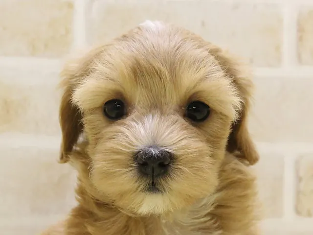 東京都のハーフ犬・ミックス犬 (ペッツワン昭島店/2025年3月1日生まれ/女の子/アプリコット)の子犬